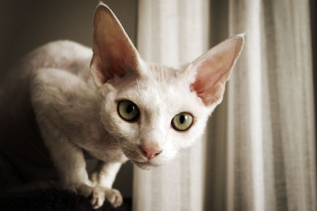 The Traits of the Devon Rex: Why This ‘Alien’ Cat is Gaining Popularity