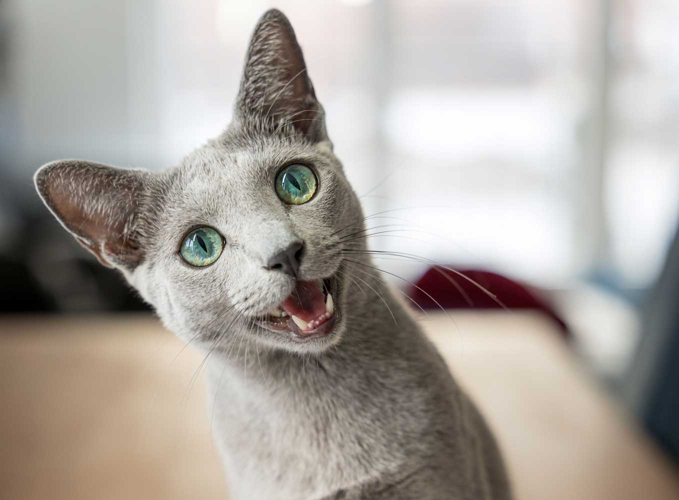 Exploring the Elegant and Sleek Nature of the Russian Blue Cat