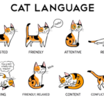 Decoding Cat Body Language: What Your Feline is Really Trying to Tell You