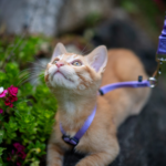 Training Your Cat to Walk on a Leash: A Step-by-Step Guide