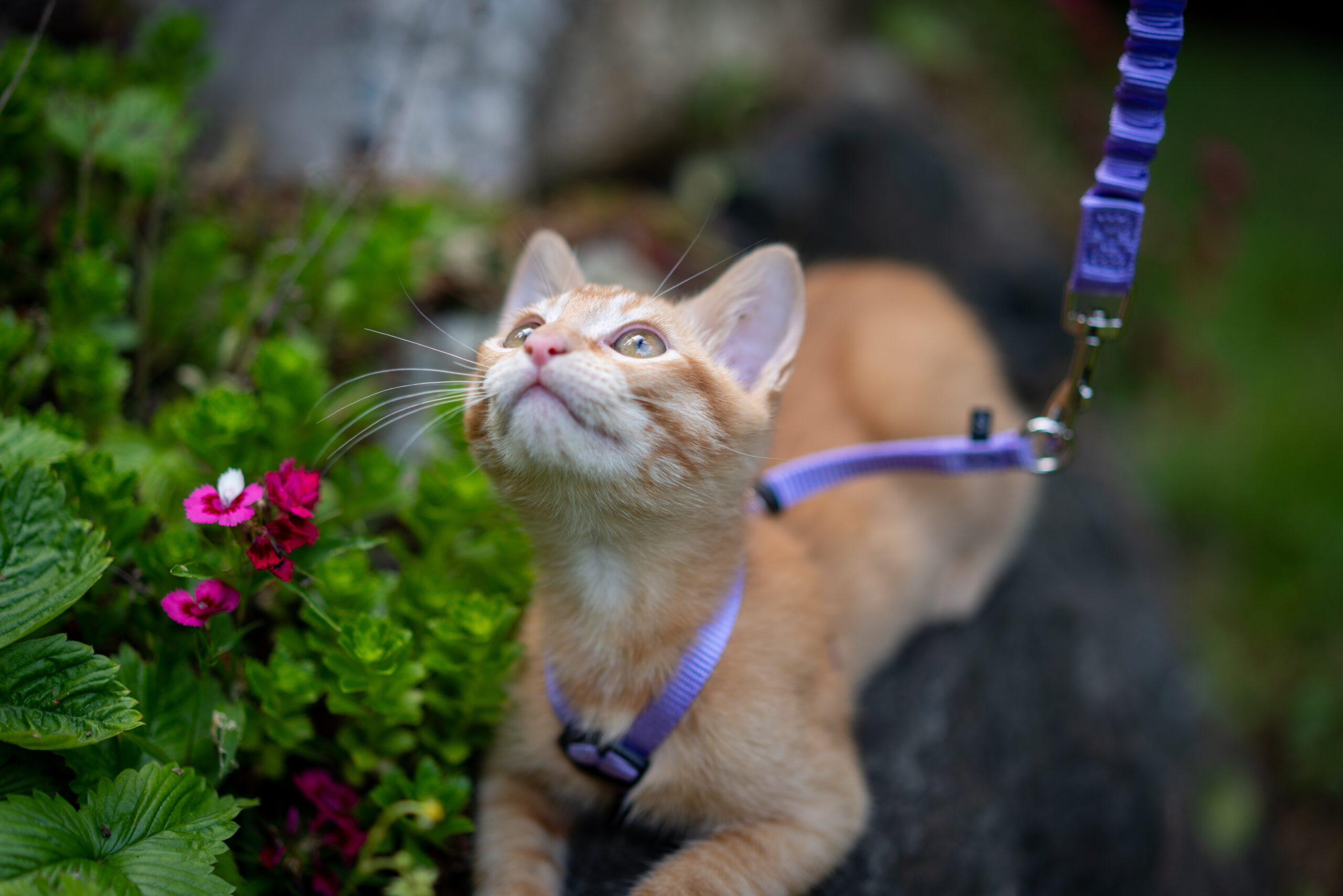 Training Your Cat to Walk on a Leash: A Step-by-Step Guide