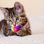 The Science Behind Cat Play: How to Choose Toys That Stimulate and Engage