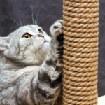 How to Stop Your Cat from Scratching the Furniture: Effective Training Tips