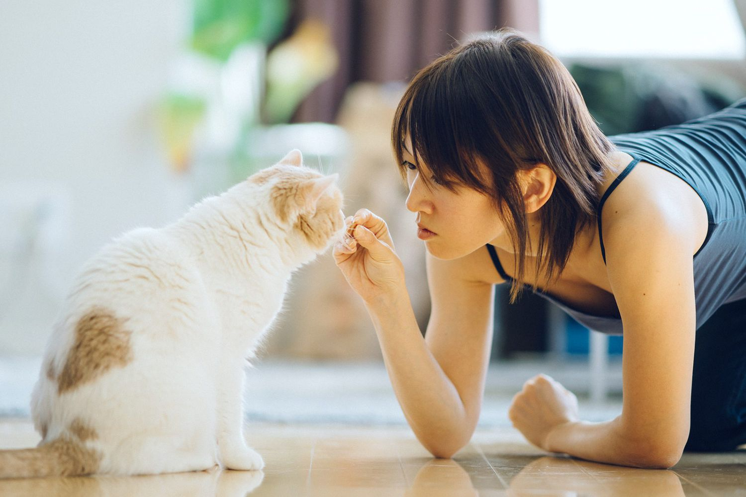 How to Teach Your Cat Basic Commands: Sit, Stay, and More