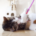 Why Cats Knock Things Over: Understanding and Addressing This Common Behavior