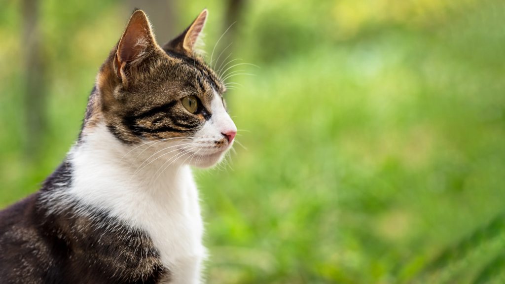 Understanding Cat Territorial Behavior: How to Manage Multi-Cat Households