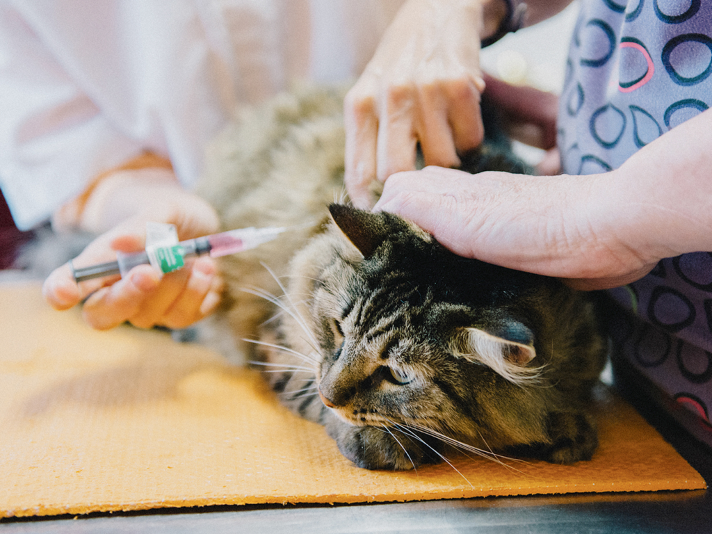 Essential Cat Vaccinations: What Your Feline Needs and Why