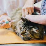 Essential Cat Vaccinations: What Your Feline Needs and Why