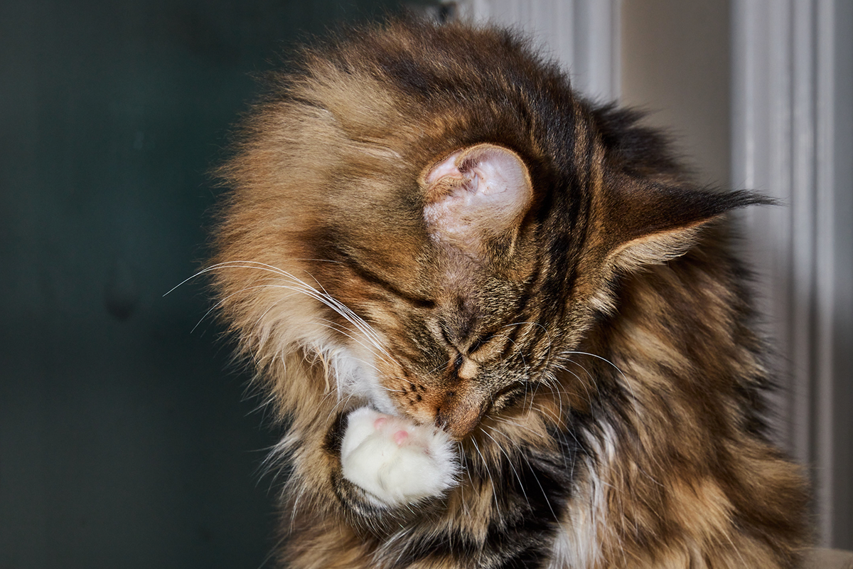 How to Recognize and Treat Common Cat Allergies