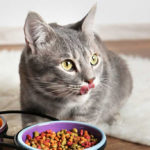 Maintaining a Balanced Diet for Your Cat: Tips for Optimal Nutrition