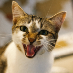 Understanding Cat Aggression: Causes and Solutions for a More Peaceful Home