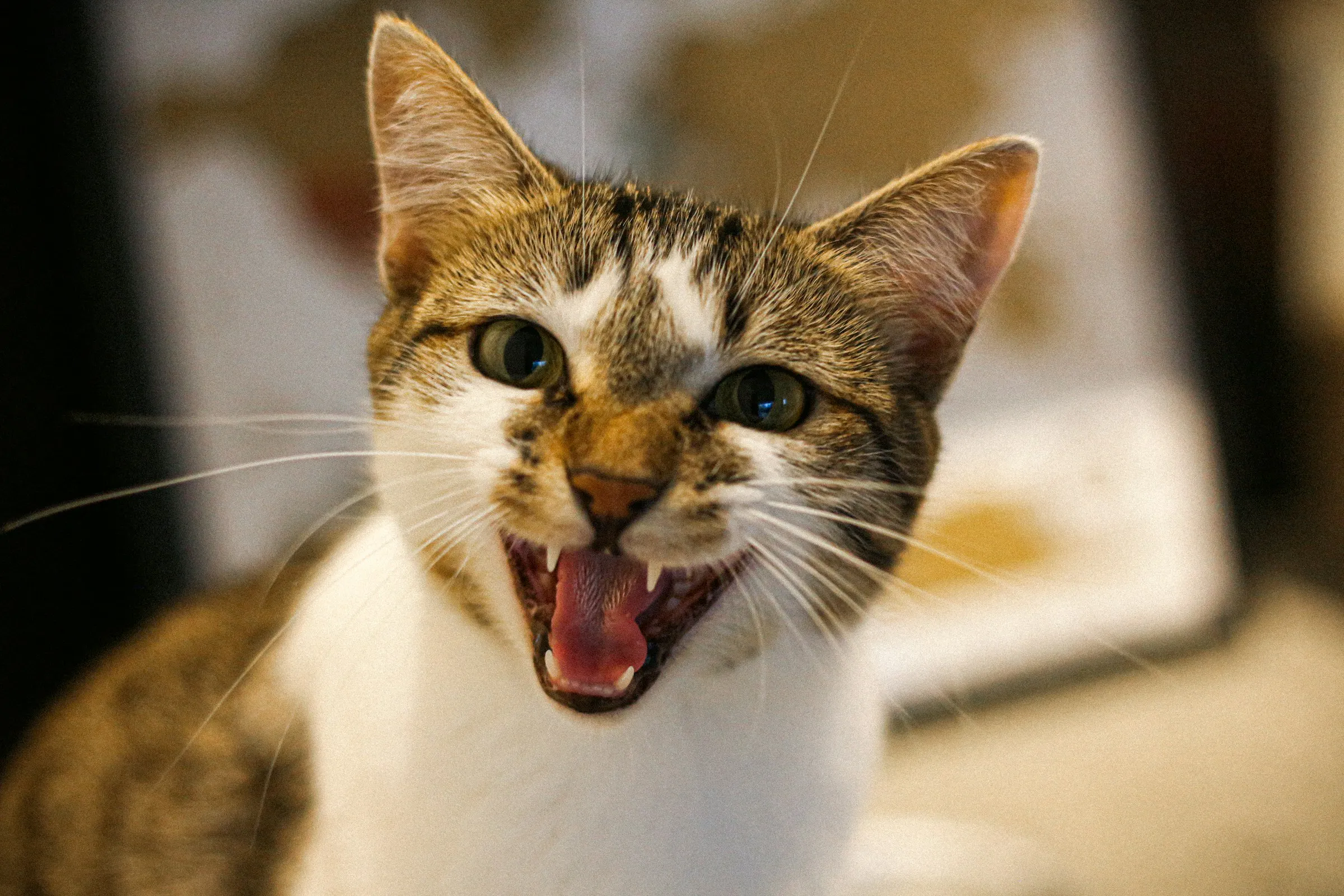 Understanding Cat Aggression: Causes and Solutions for a More Peaceful Home