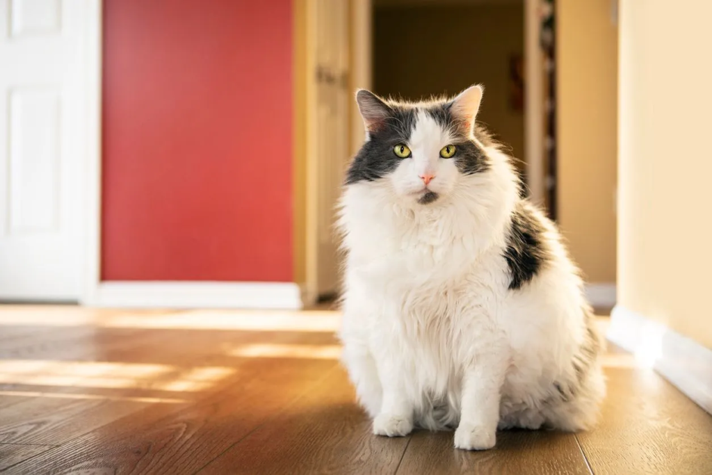 Understanding Cat Obesity: Causes, Prevention, and Management