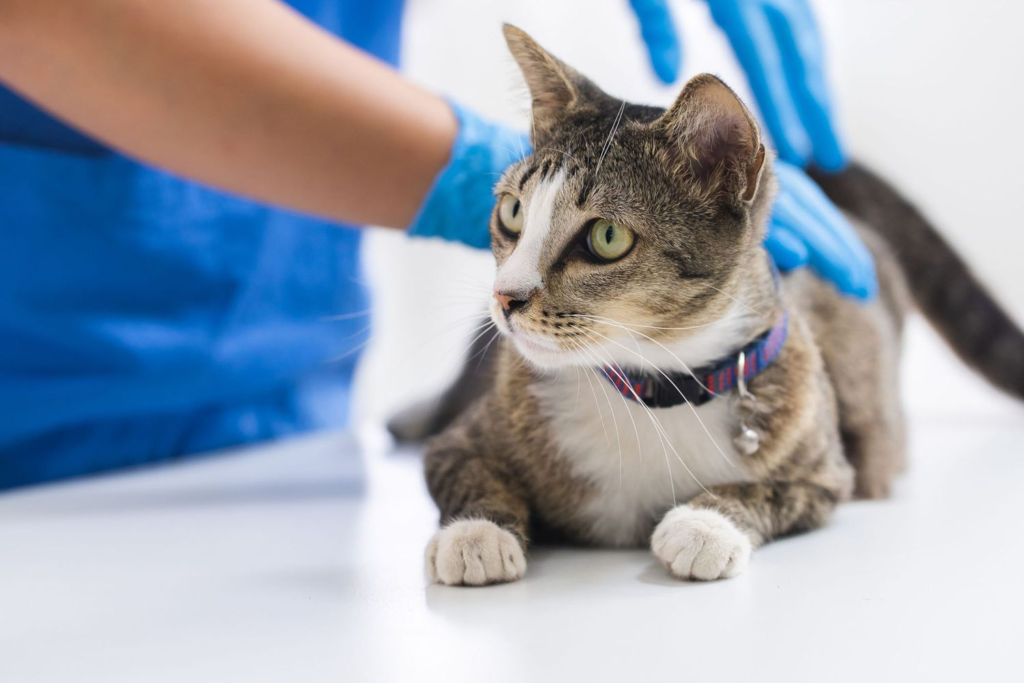 The Importance of Regular Veterinary Checkups: Keeping Your Cat Healthy