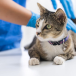 The Importance of Regular Veterinary Checkups: Keeping Your Cat Healthy