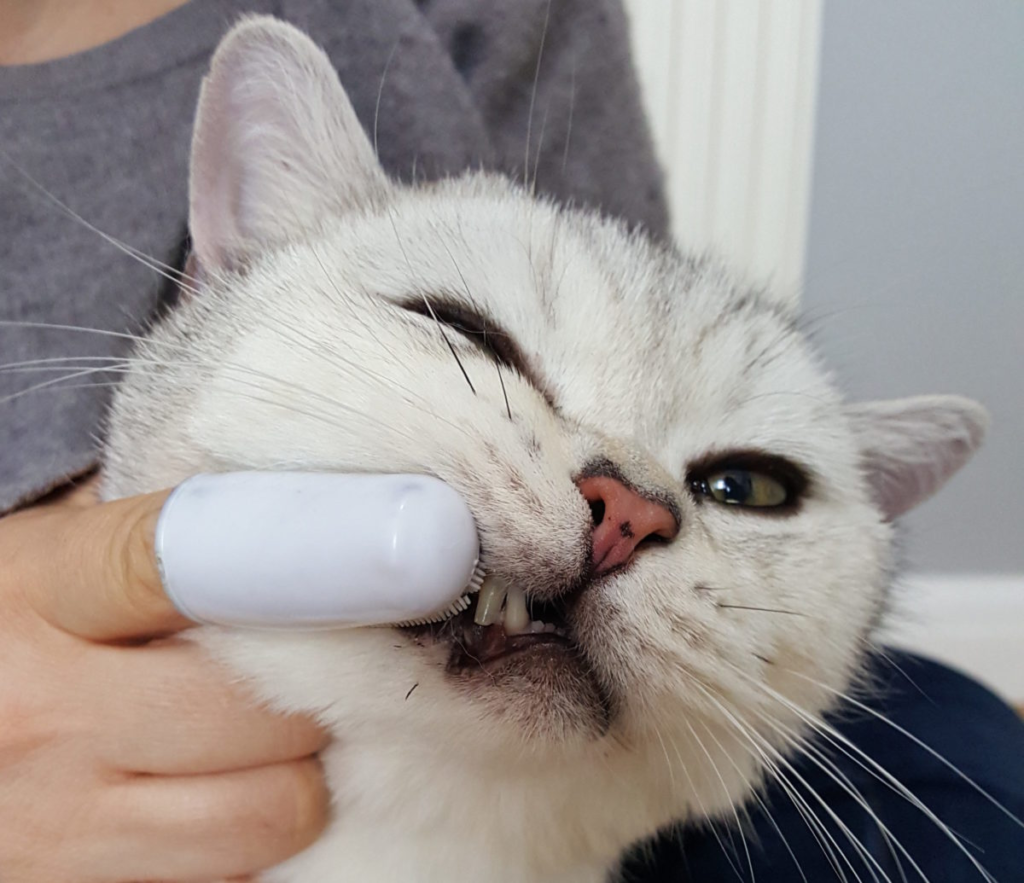 Dealing with Cat Dental Health: Preventing and Treating Common Issues