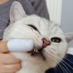 Dealing with Cat Dental Health: Preventing and Treating Common Issues