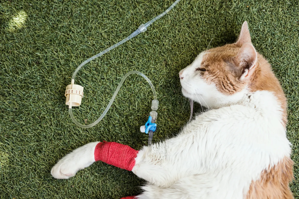 Managing Chronic Health Conditions in Cats: Diabetes, Kidney Disease, and More