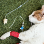 Managing Chronic Health Conditions in Cats: Diabetes, Kidney Disease, and More