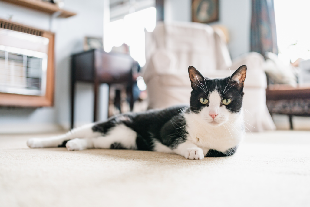 How to Care for Senior Cats: Addressing Age-Related Health Concerns