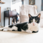 How to Care for Senior Cats: Addressing Age-Related Health Concerns