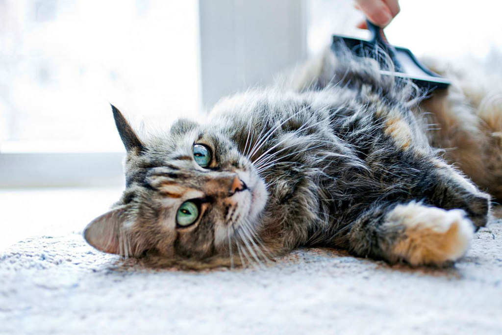 The Role of Exercise in Cat Health: Fun Ways to Keep Your Cat Active