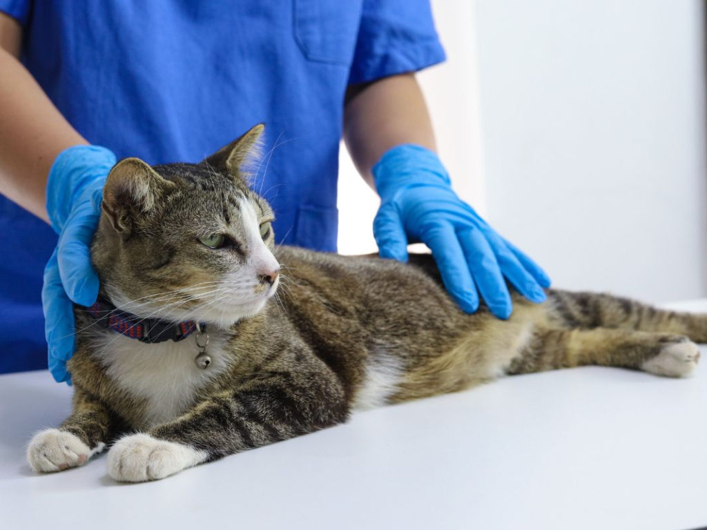 Understanding and Preventing Cat Urinary Tract Infections