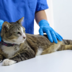 Understanding and Preventing Cat Urinary Tract Infections