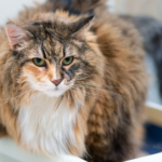 The Art of Litter Box Training: Tips for a Clean and Happy Cat