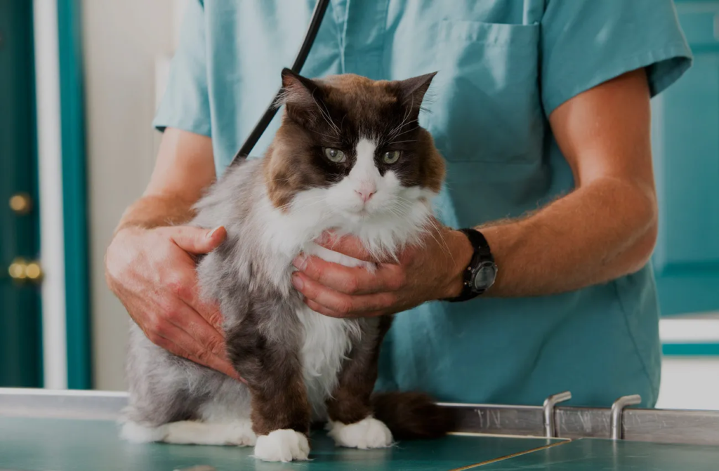 How to Address and Treat Vomiting and Diarrhea in Cats