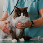 How to Address and Treat Vomiting and Diarrhea in Cats