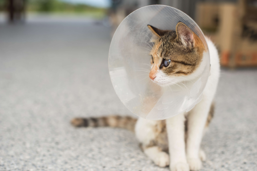 The Benefits of Spaying and Neutering Your Cat: What You Need to Know