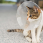 The Benefits of Spaying and Neutering Your Cat: What You Need to Know