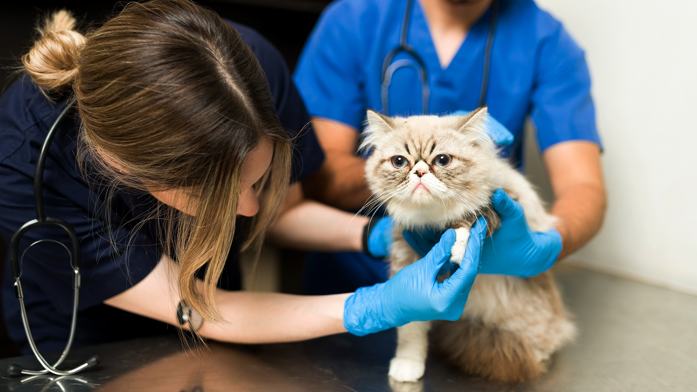 Signs of Pain in Cats: How to Detect and Manage Discomfort