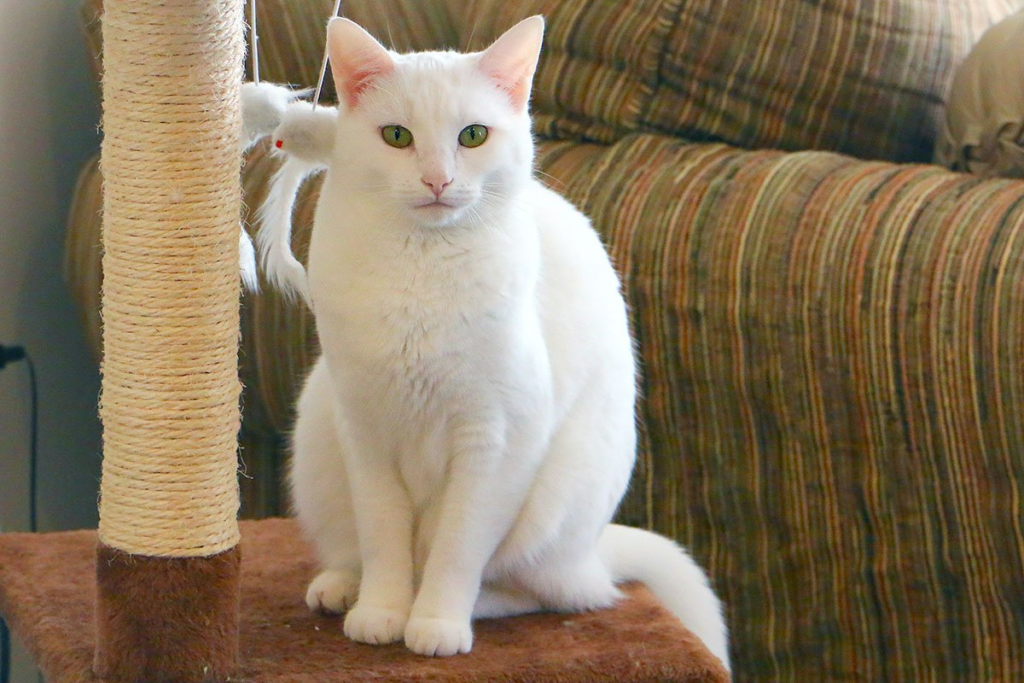 How to Train Your Cat to Use a Scratching Post Instead of Your Couch