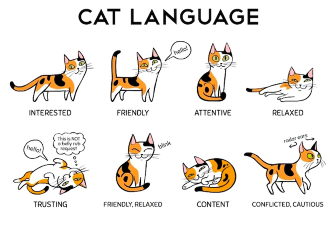 Decoding Cat Body Language: What Your Feline is Really Trying to Tell You